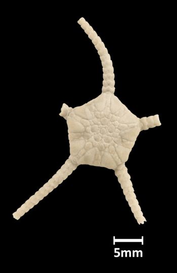 Media type: image;   Invertebrate Zoology OPH-442 Aspect: dorsal